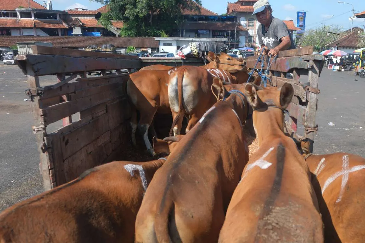 Cek Harga Kambing dan Sapi Kurban di Dompet Dhuafa Jatim Jelang Idul Adha 2026