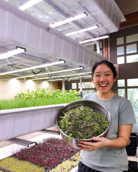 Yuk Bertani Sayuran Microgreen, Begini Caranya