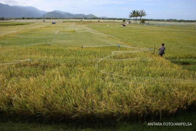 Stok Beras Nasional Capai 3,3 Juta Ton, Pemerintah Dorong Kedaulatan Pangan