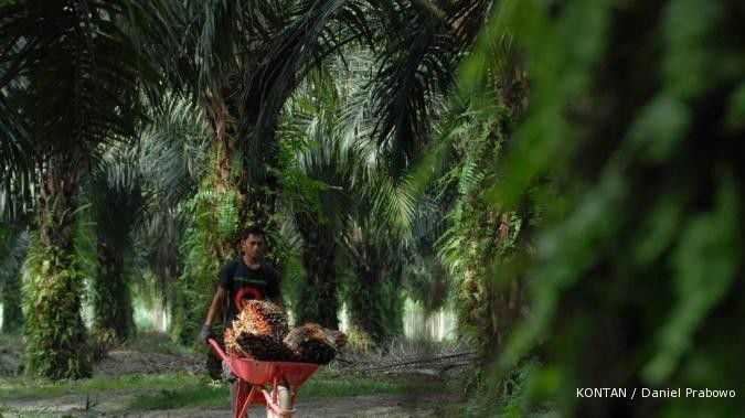 Citra Borneo genjot produksi CPO tahun ini