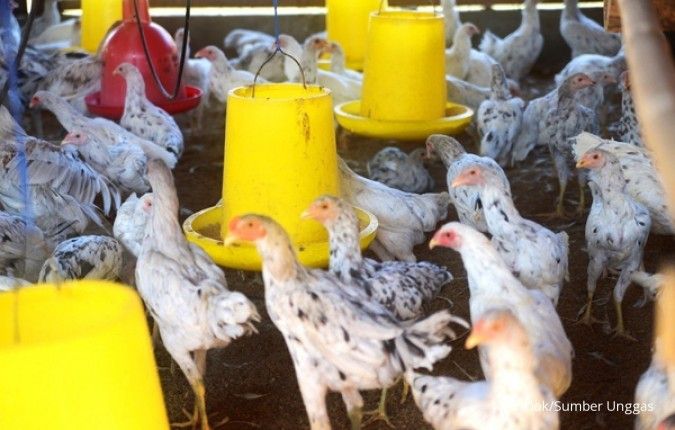 Ayam kampung berpotensi menuju pasar global
