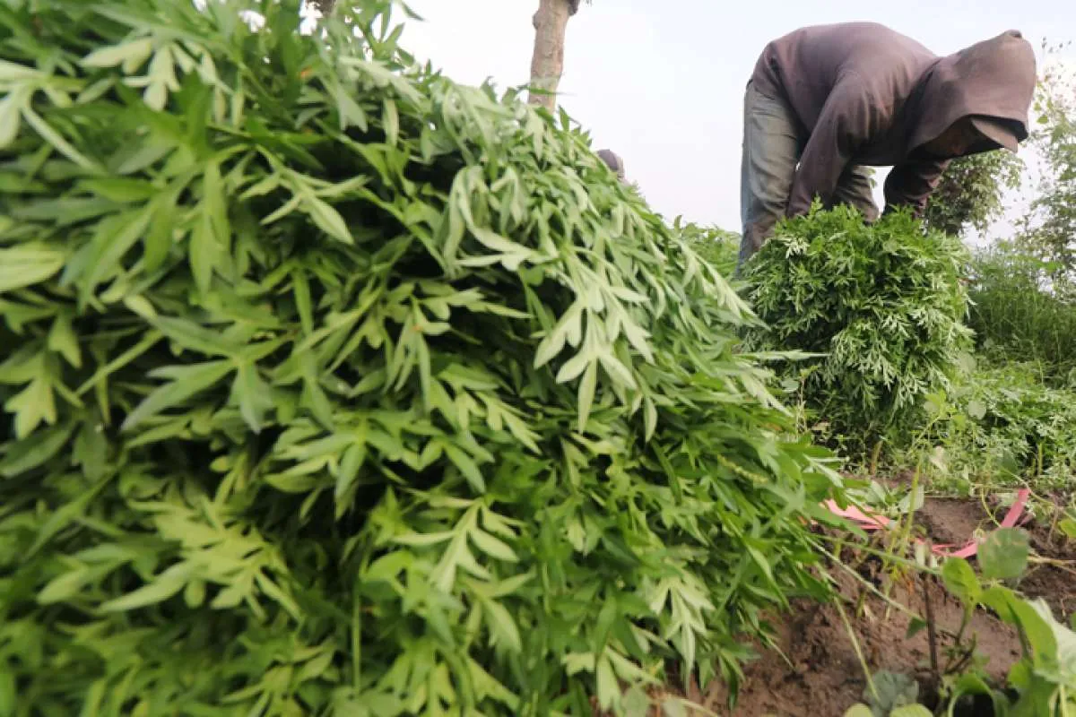 Manfaat Daun Kenikir untuk Diabetes, Rutinlah Konsumsi