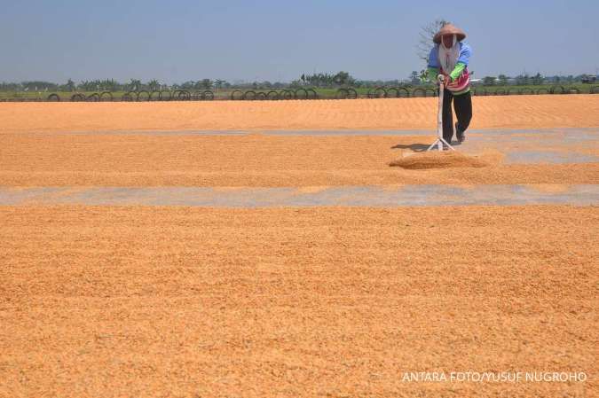 Waspada Produksi Beras Berpotensi Turun Akibat Kemarau Panjang