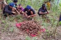 Panen Jahe Merah Petani Baduy Makin Merekah