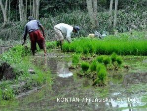 Pemerintah akan bantu beri bibit padi unggul untuk capai target produksi 2011