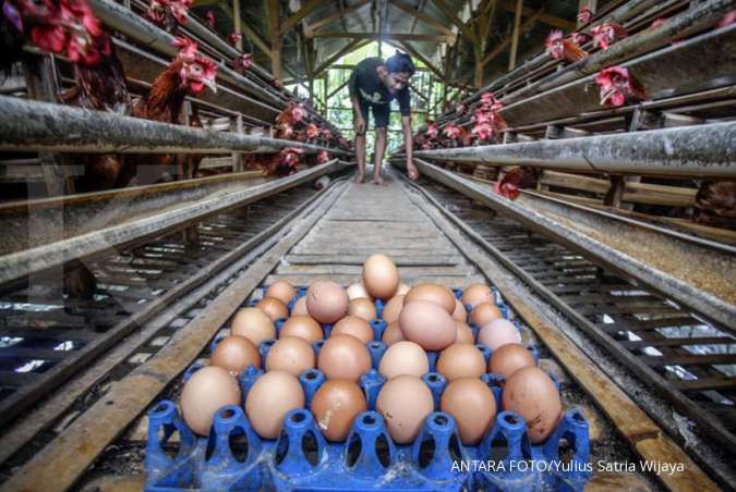 Acuan harga telur ayam naik, bandingkan dengan harga riil terbaru ini (12/2)