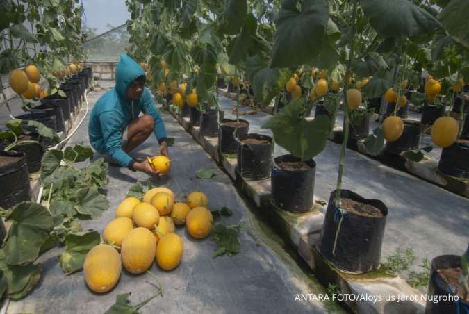 Profesi Petani Semakin Tidak Diminati Kaum Muda