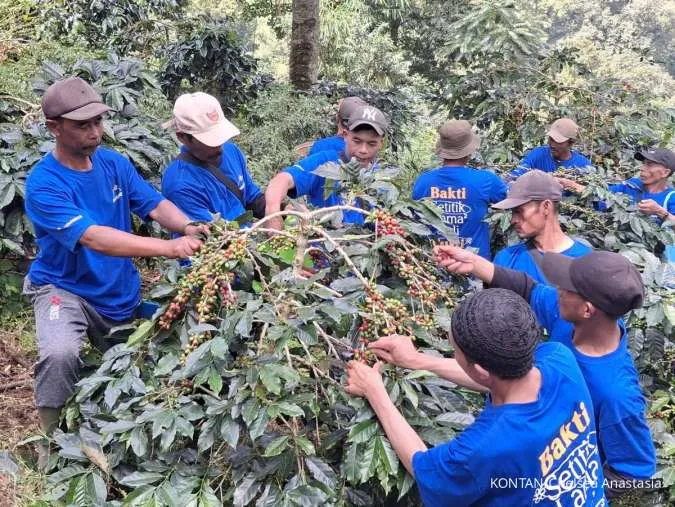 BCA Revitalisasi dan Buka Panen Raya Biji Kopi, Produksi Meroket 350 Persen
