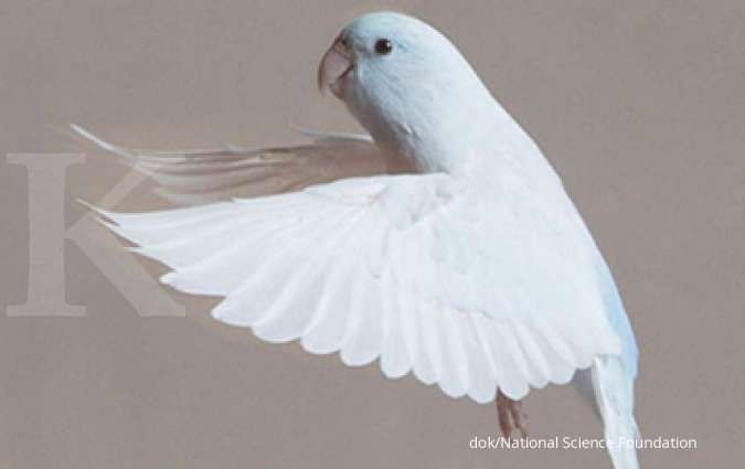 Berkat burung, ilmuwan menyempurnakan cara robot mendarat