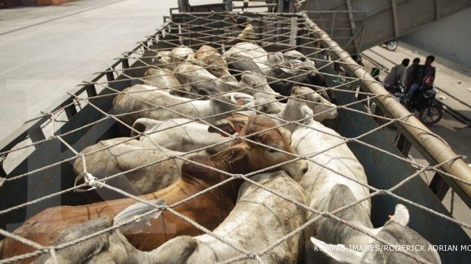 Impor sapi hidup dan daging belum mencapai 25%