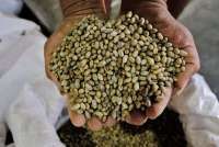 Hasil Panen Stabil, Ekspor Kopi Indonesia Bisa Naik
