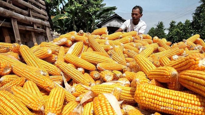 Harga jagung turun setelah naik selama sepekan