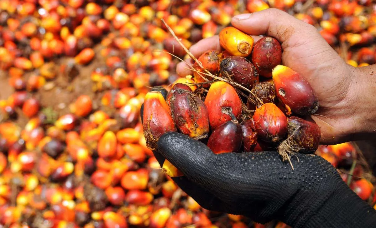 Menang Gugatan di WTO, Ekspor Biodiesel RI ke Eropa Diproyeksi Tetap Tersendat