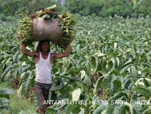 Panen berakhir, harga tembakau melejit