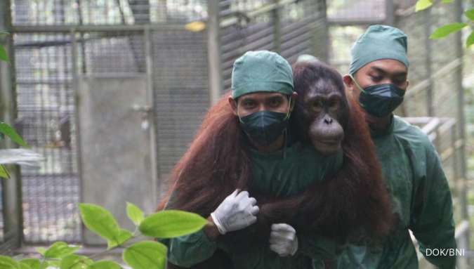 BNI Perkuat Komitmen ESG Lewat Konservasi Orangutan dan Rehabilitasi Hutan
