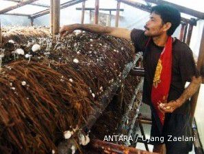 Jamur merang, panennya maksimal setelah 40 hari ditanam (2)