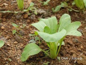 Monsanto masih adem tanggapi UU Hortikultura