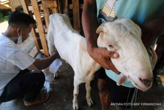 Cek Harga Kambing Kurban Area Tangerang di Tokopedia untuk Idul Adha 2025