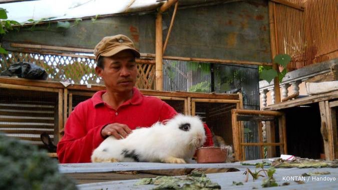 Anggrek tak laris, petani beralih ternak kelinci