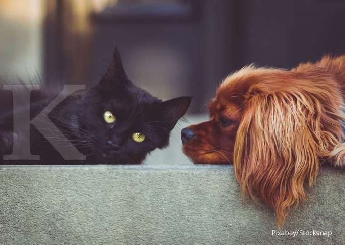 Apakah Anjing dan Kucing Bisa Terkena Cacar Monyet? Ini Penjelasannya