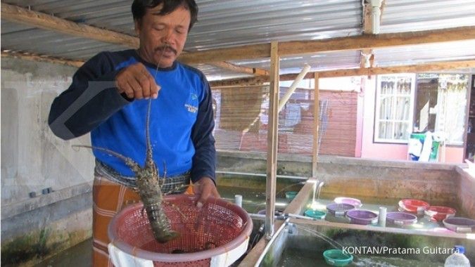 Nelayan NTB tagih janji Menteri Susi soal lobster