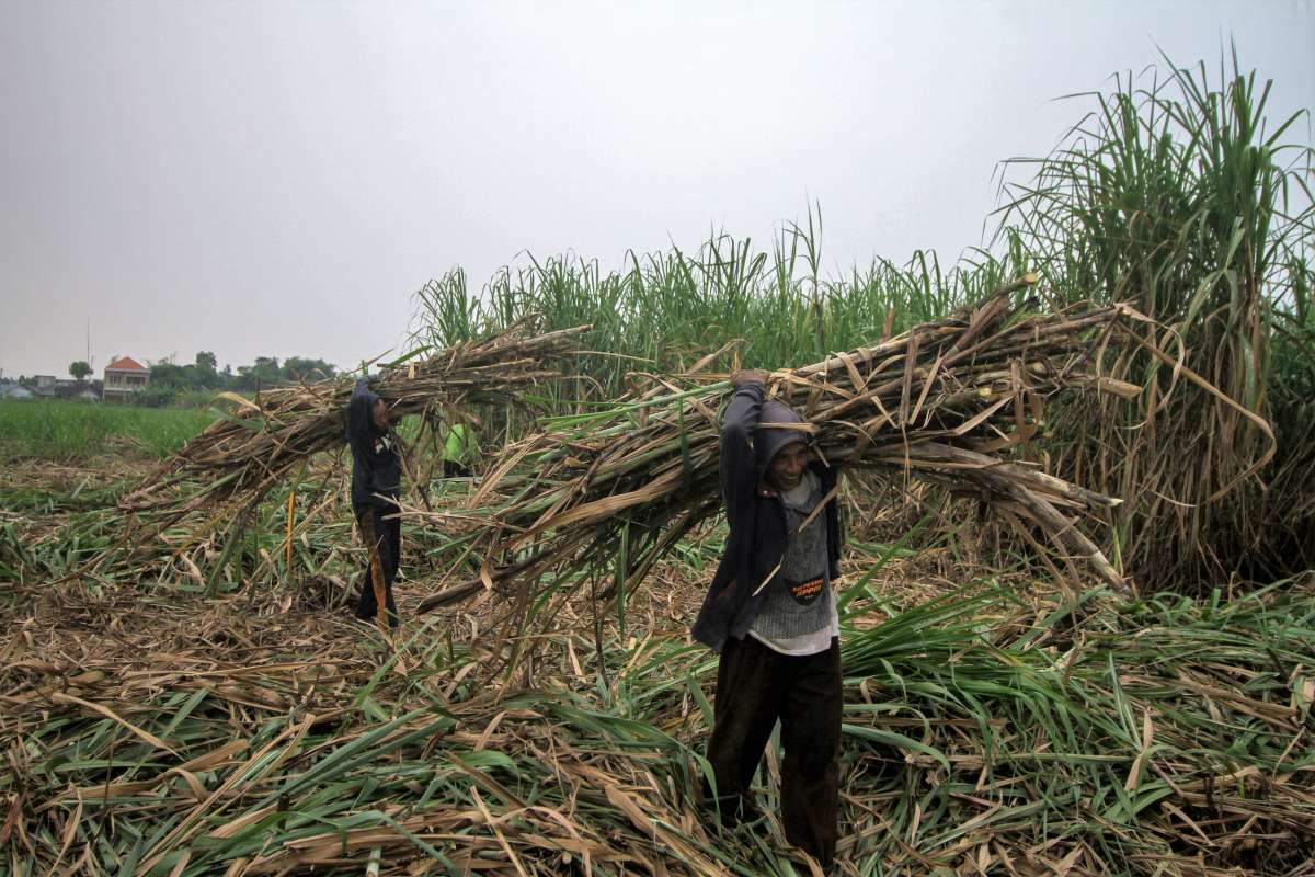 Beri Kemudahan Petani Mengakses Program Penanaman Kembali