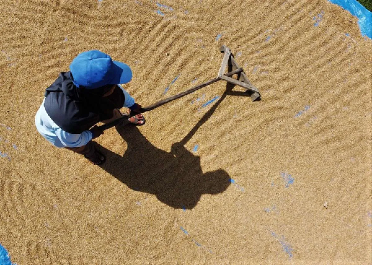 Serikat Petani Indonesia (SPI) Usul HPP Gabah Terbaru Sebesar Rp 5.600 per Kg