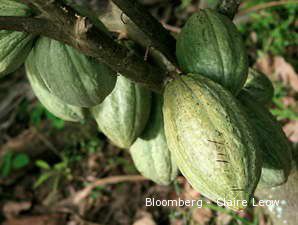 Akhirnya Petani Kakao Terkena Imbas BK Kakao