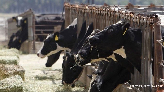 Pernah ditolak, kini RNI ajukan lagi impor sapi
