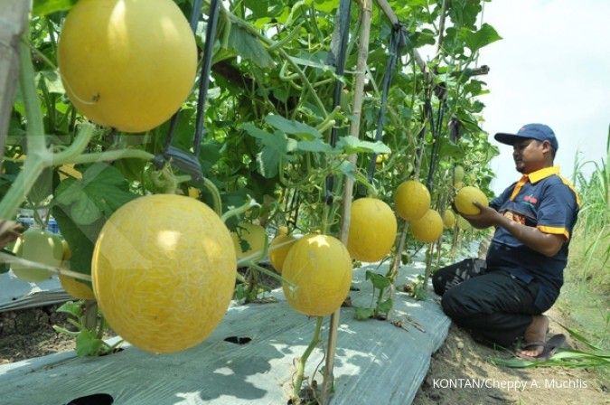 Ewindo genjot produksi benih melon dan semangka