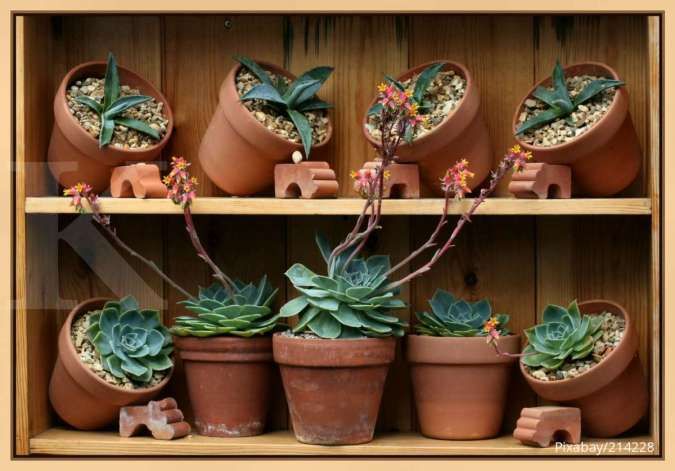 Kelebihan dan Kekurangan Pot Tanaman Berbahan Tanah Liat