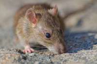 Hantavirus Disebut Picu Kematian di Kapal Pesiar, Ini Gejala dan Penularannya