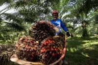 Apkasindo Sebut Pabrik Sawit Tanpa Kebun Kunci Bisa Jaga Harga TBS Petani