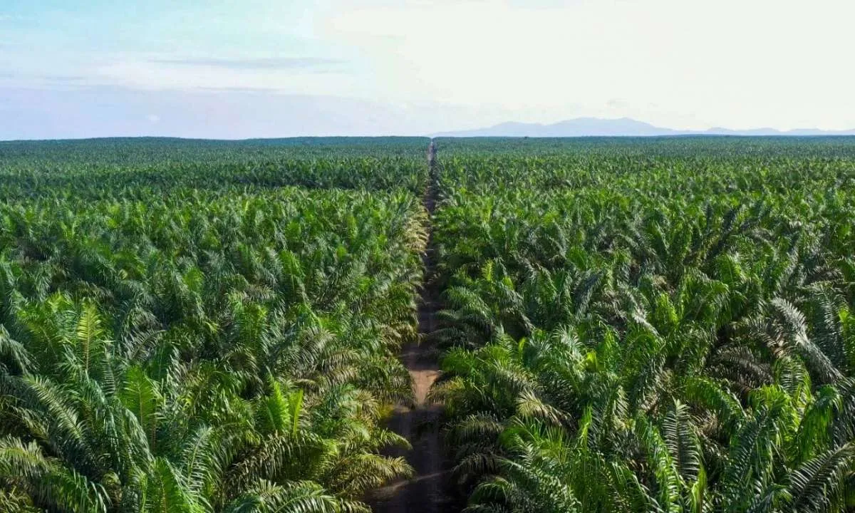 Emiten CPO Milik Haji Isam Klarifikasi Soal Lahan Sawit di Kawasan Hutan