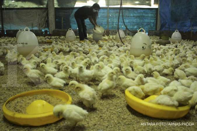 Tekan Impor Bibit Ayam Broiler, Saatnya Indonesia Lirik Potensi Dalam Negeri