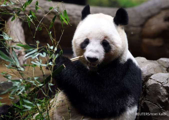Diplomasi Panda: Jepang Kehilangan Simbol Persahabatan China