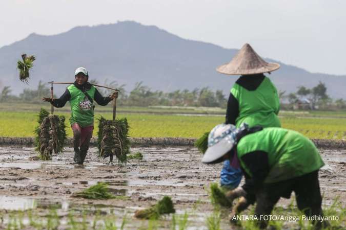 Inovasi Pertanian Beras: Kurangi Emisi Karbon, Tingkatkan Efisiensi