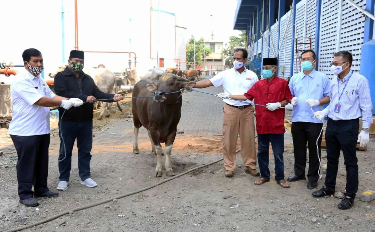 Sambut Idul Adha, Bogasari salurkan 48 hewan kurban