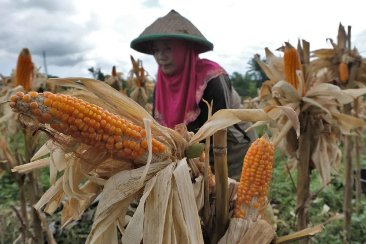 Ada Panen Raya, Bapanas Pastikan Harga Jagung Turun Maret Nanti