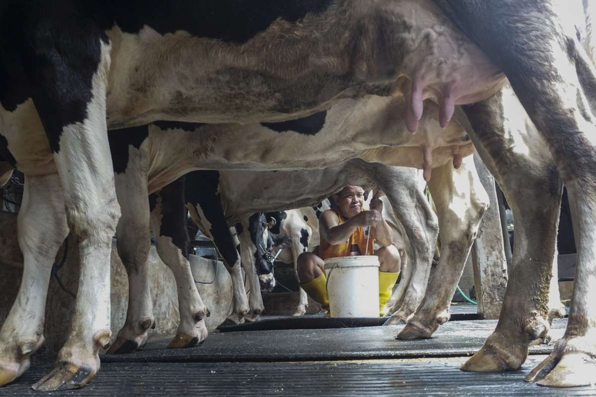Kinerja Industri Susu Nasional Tertekan Daya Beli