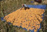 HPP Jagung Resmi Naik Rp 5.500/kg, Bulog Wajib Serap 1 Juta Ton