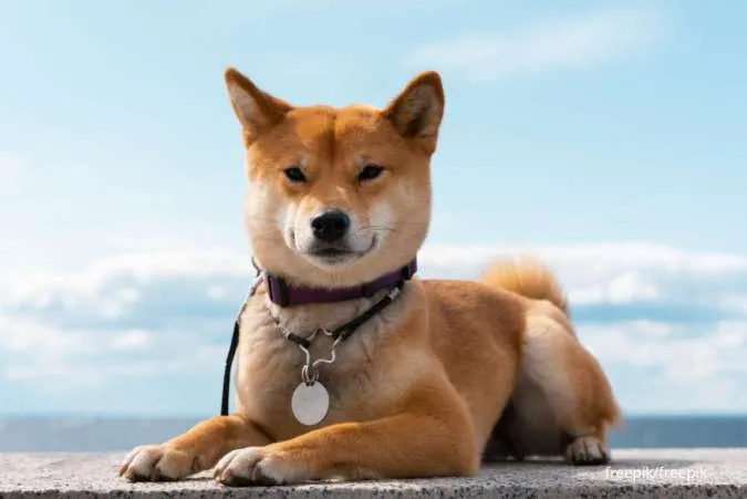 Harga Anjing Shiba Inu, Simak Perbedaan dengan Akita Inu 