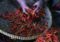 Jelang Nataru, Harga Cabai, Bawang Hingga Daging Sapi Mulai Naik