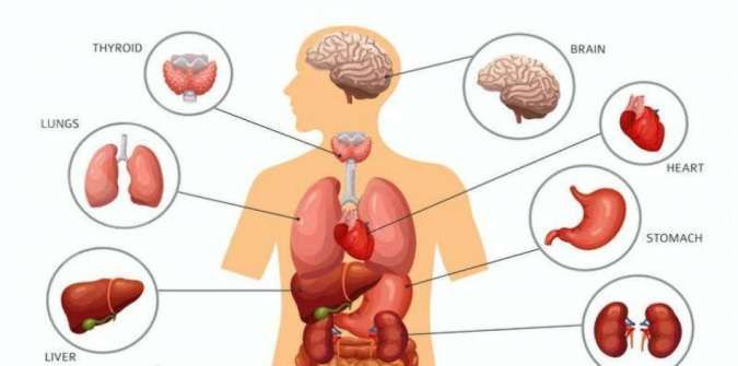 Organ Tubuh Manusia Berikut Ini Beberapa Fakta Menarik Tentang Organ