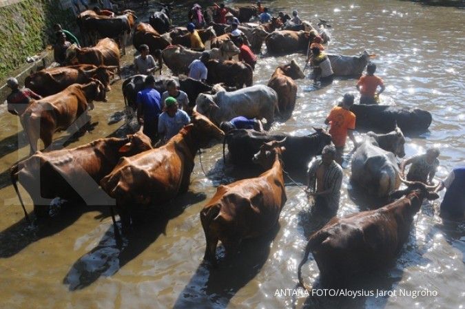 Sulteng targetkan populasi sapi 450.745 ekor