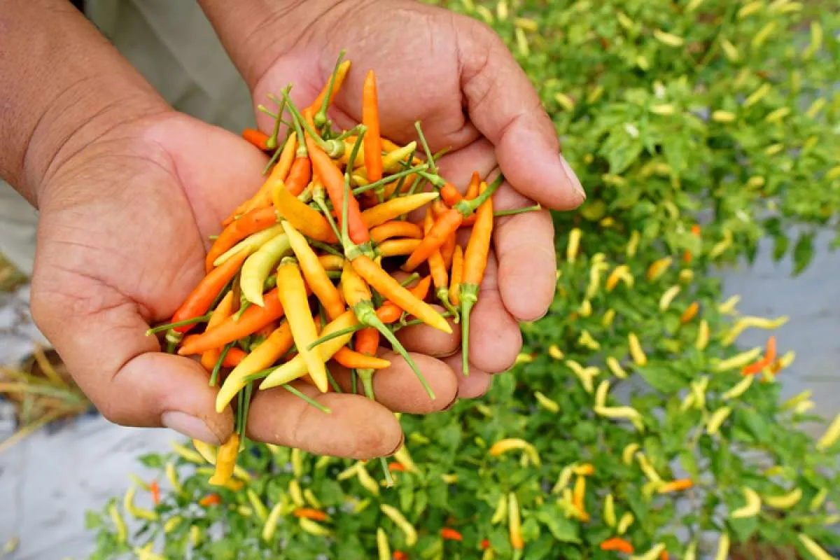 Tak Terduga, Cek Manfaat Cabai Rawit Untuk Kesehatan Ini