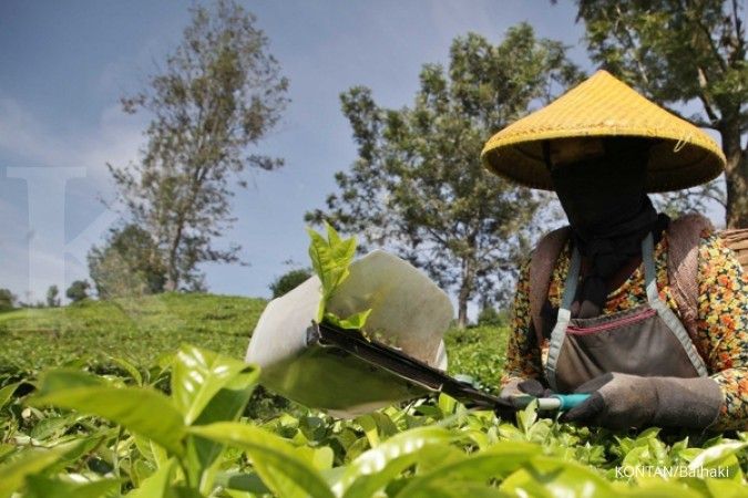 Sektor perkebunan teh akan bangkit jika diimbangi dengan insentif