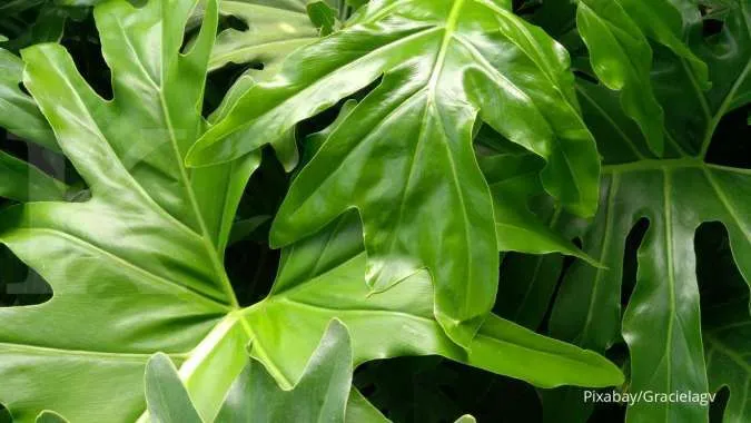 Tanaman Philodendron