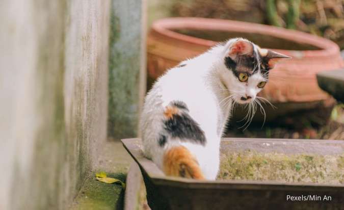 Cara Membersihkan Kotak Kotoran Kucing atau Litter Box