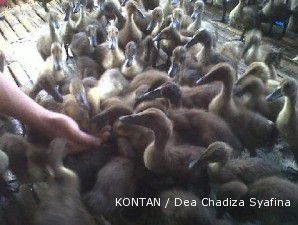 Budidaya itik duo: Pilihan pakan dapat mempengaruhi hasil panen (2)
